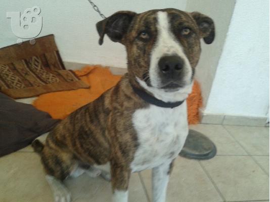 ΧΑΡΙΖΕΤΑΙ ΗΜΙΑΙΜΟ